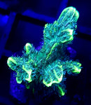 Jason Fox Limelight Hydnophora