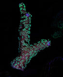 ORA Neon Birdsnest