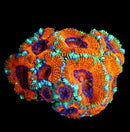 RF Molten Tiger Acan Lord - AED 75 Per Head