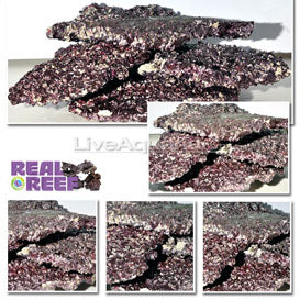 "Lbs Shelf Real Reef Rock (SHELVES) (55lb/25kg boxes Net wt)"