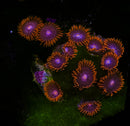 RF Suckups - AED 65 Per Polyp