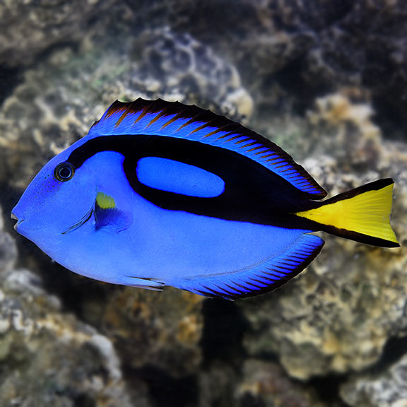 Blue Tangs are best cared for in aquariums at least 6 feet in length by experienced marine (saltwater) aquarists.