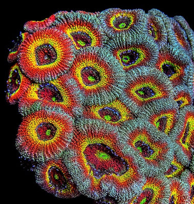 Micromussa