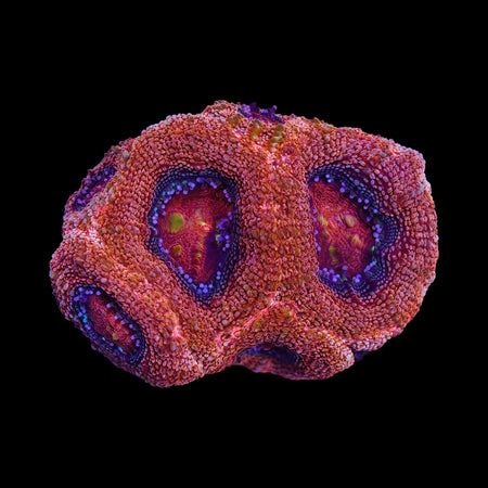 Acan Bowerbanki