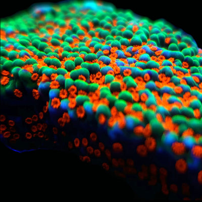Montipora