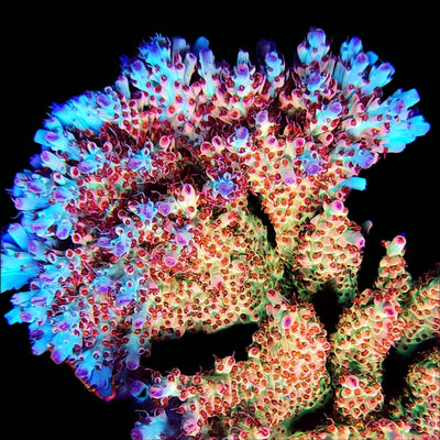 Acropora