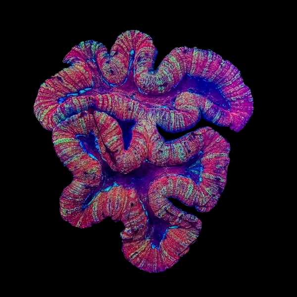Lobophyllia