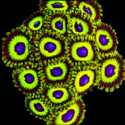 Zoanthids