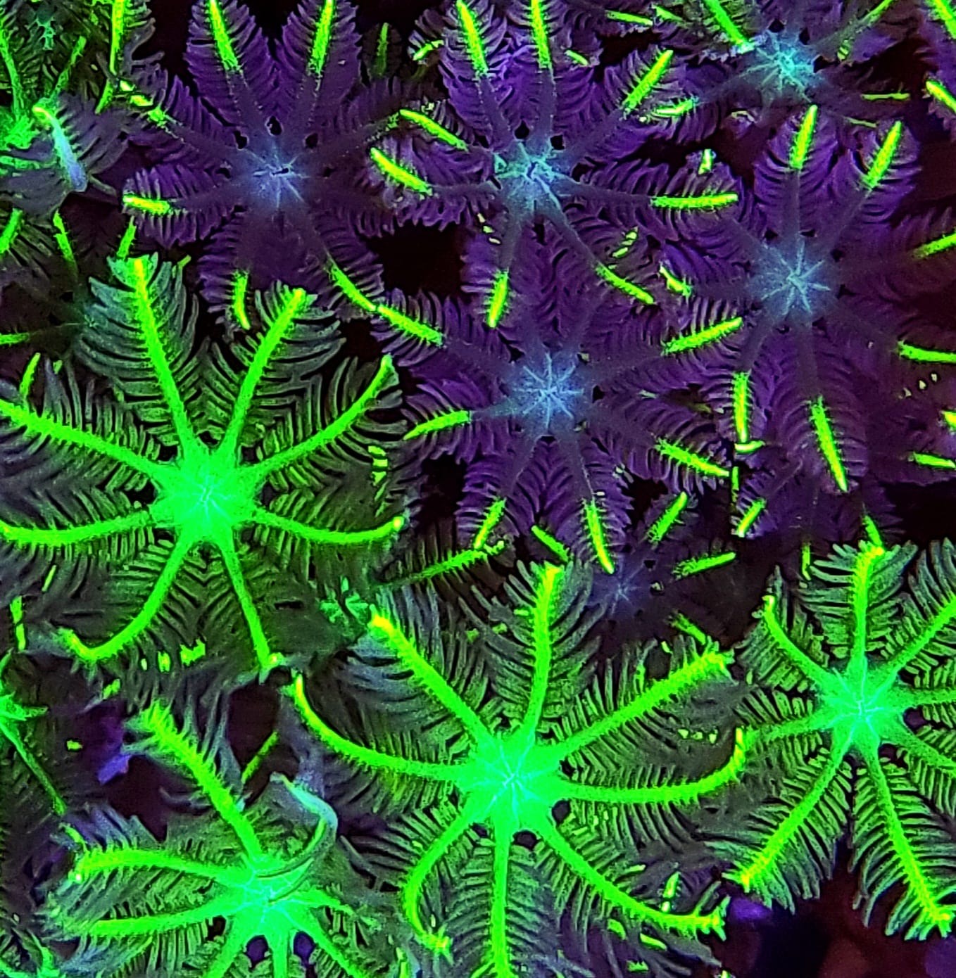 Polyps