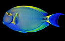 Dussumier's Tang  (Acanthurus dussumieri) - Jumbo (45cm)