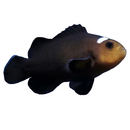 Domino Clownfish (Amphiprion ocellaris)
