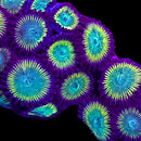 RF Citrus Cooler - 3 Polyps