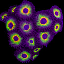 RF Bob Marley - 2 Polyps