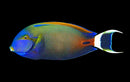 Fowleri Tang (Acanthurus Fowleri) - Jumbo (25cm)