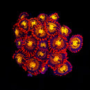 RF Crimson Sunset - 1 Polyp