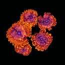 Premium Zoanthid - AED 185 Per Polyp