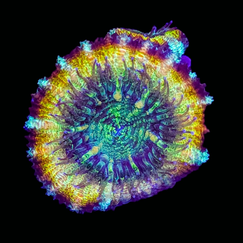 ARC Rainbow Wheels - AED 250 Per Head