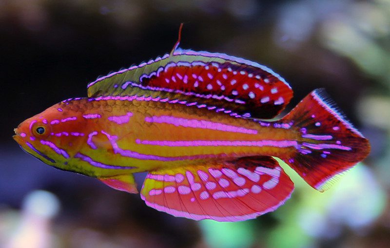 Diamond Tail Flasher Wrasse