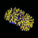 Banana Torch - WYSIWYG