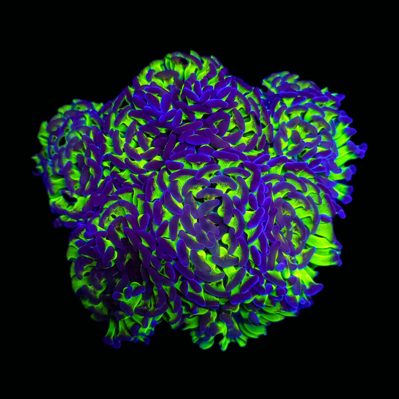 Bicolor Branching Hammer (Euphyllia paraancora) - WYSIWYG
