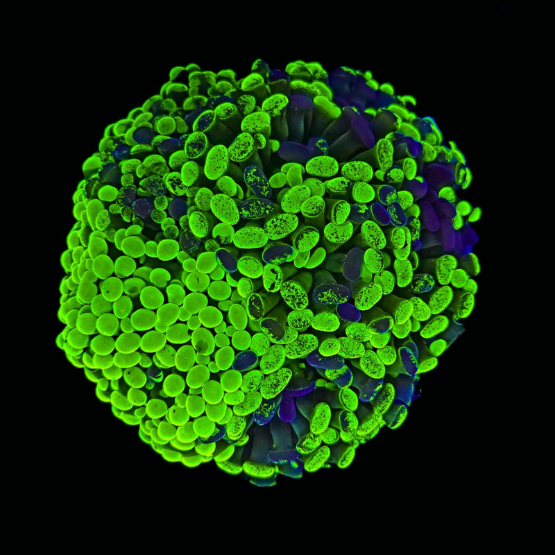 Blotched Branching Hammer (Euphyllia paraancora) - WYSIWYG