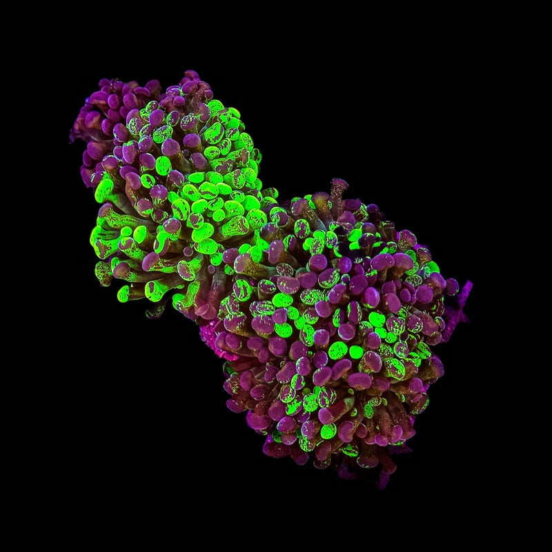 Blotched Branching Hammer (Euphyllia paraancora) - WYSIWYG