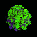 Blotched Branching Hammer (Euphyllia paraancora) - WYSIWYG