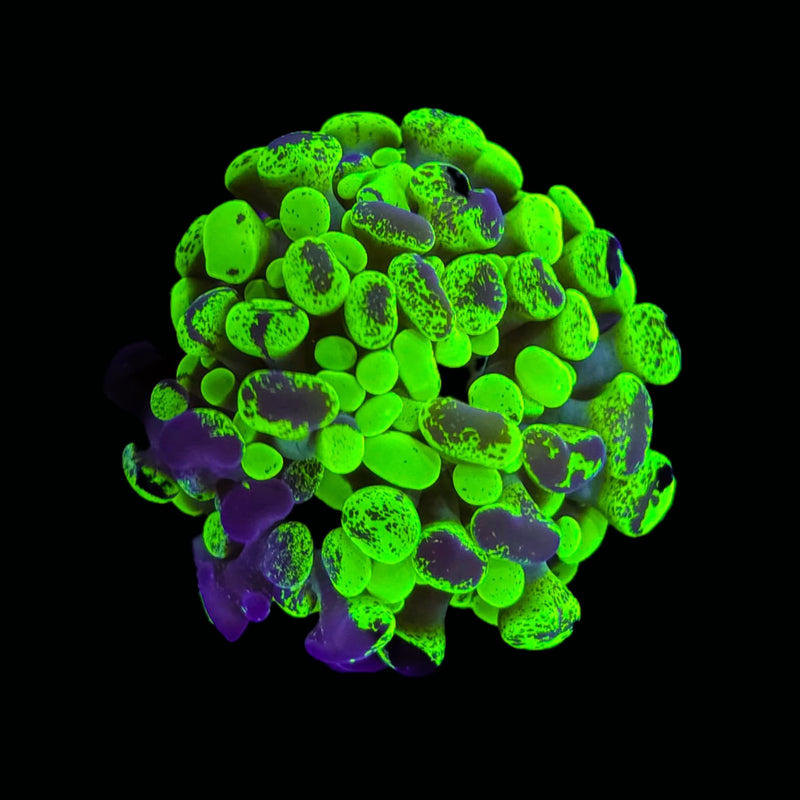 Blotched Branching Hammer (Euphyllia paraancora) - WYSIWYG