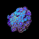 RF Blu's Clues Goniopora