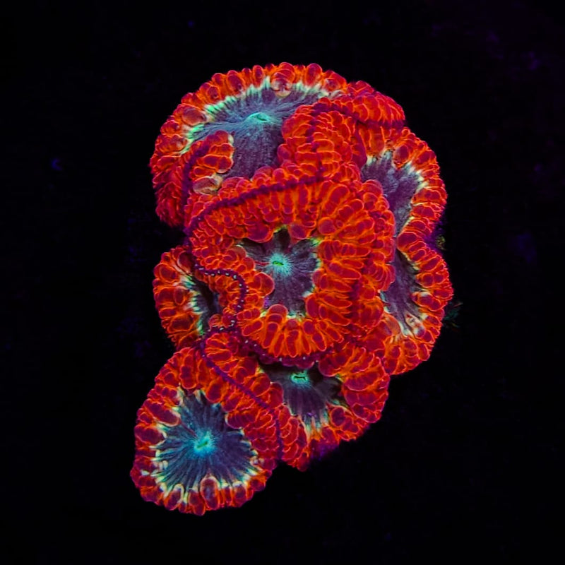 RF Candy Pie Blastomussa