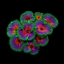 RF Captain America Palythoa - AED 65 Per Polyp