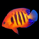Flame Angelfish – Centropyge loriculus