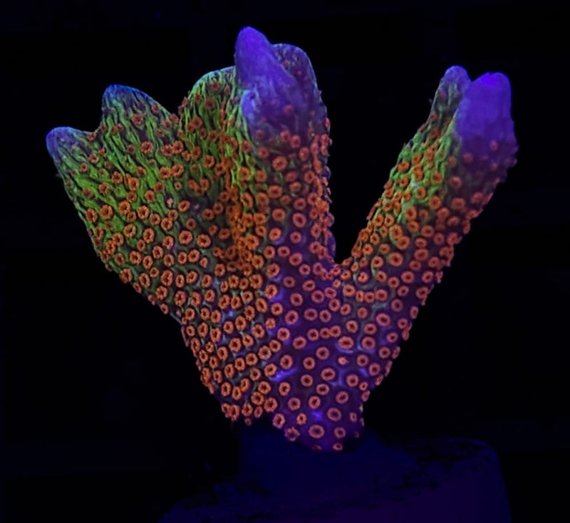 RF Forest Fire Digitata