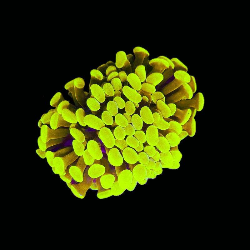 Gold Branching Hammer (Euphyllia paraancora) - WYSIWYG