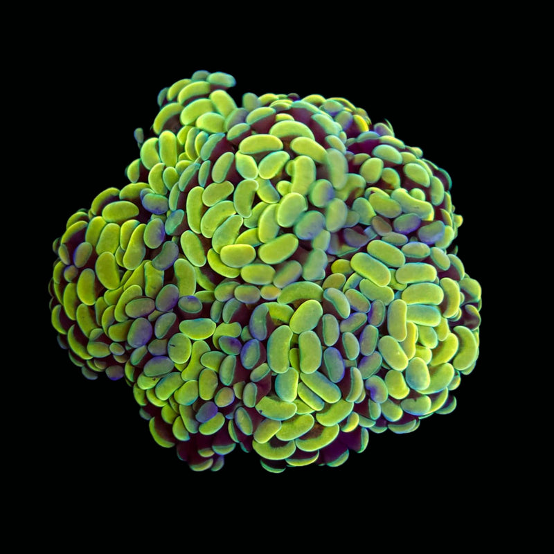 Gold Branching Hammer (Euphyllia paraancora) - WYSIWYG