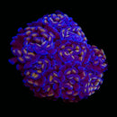 Golden Pearl Branching Hammer (Euphyllia paraancora) - WYSIWYG