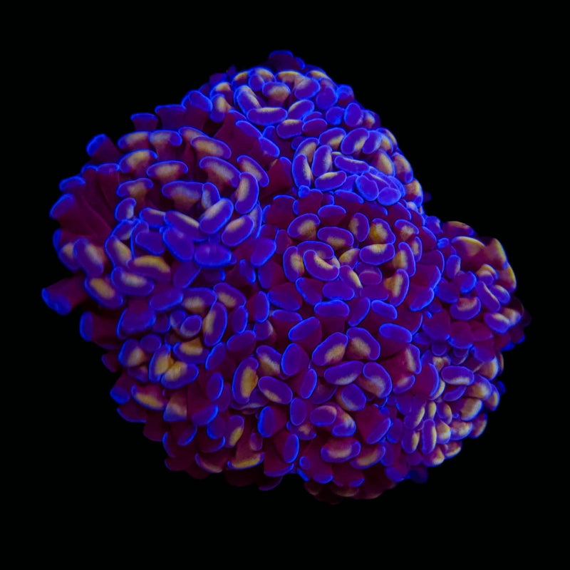 Golden Pearl Branching Hammer (Euphyllia paraancora) - WYSIWYG