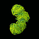 Gold Branching Hammer (Euphyllia paraancora) - WYSIWYG