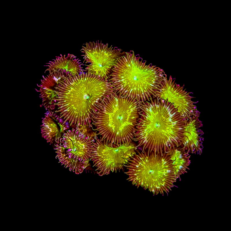 RF Granny Apple Smith Palythoa - AED 150 Per Polyp