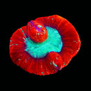 Trachyphillia geoffroyi (WYSIWYG)