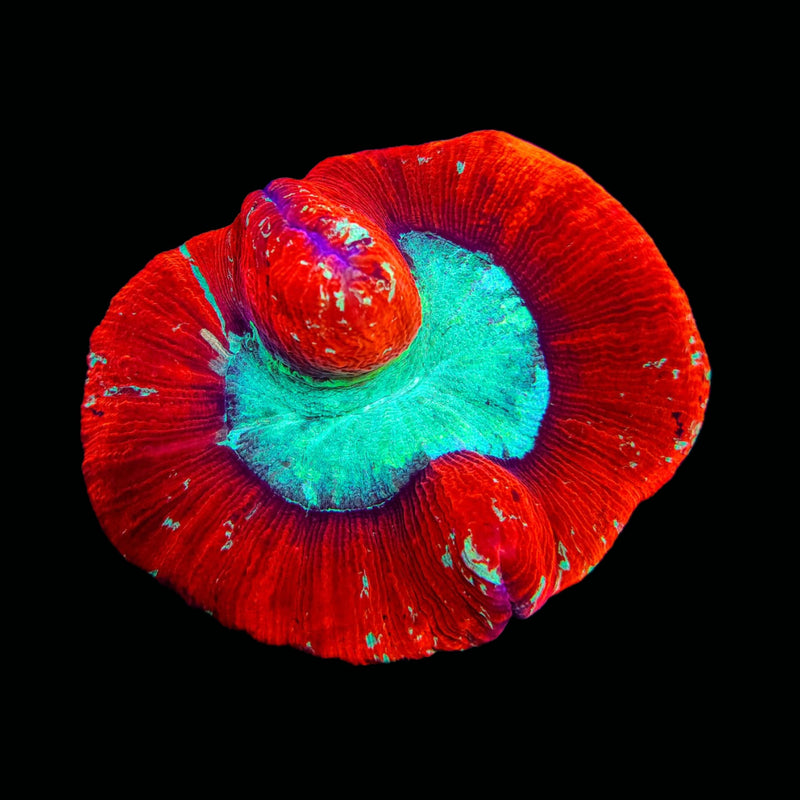 Trachyphillia geoffroyi (WYSIWYG)