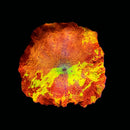 ASD Treasure Vault Jawbreaker (WYSIWYG)