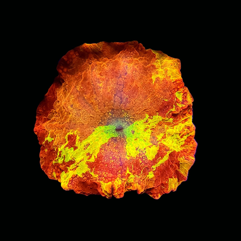 ASD Treasure Vault Jawbreaker (WYSIWYG)