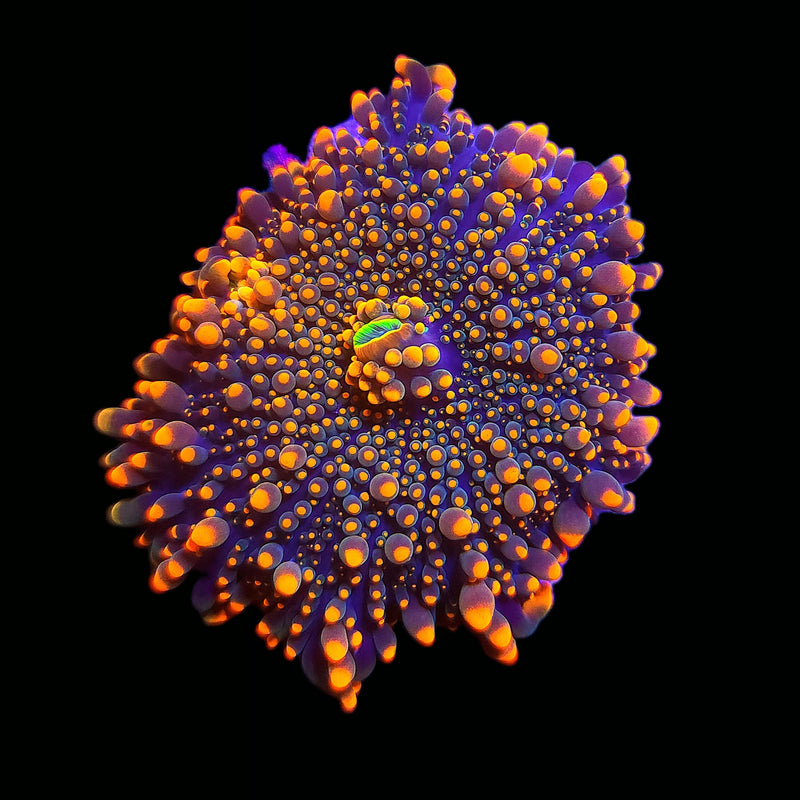 RF Doughboy Bounce Yuma