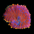 RF King Julius Rhodactis