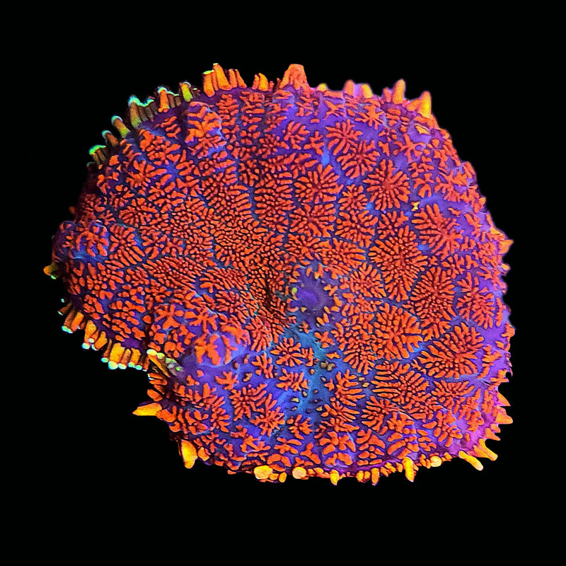 RF King Julius Rhodactis