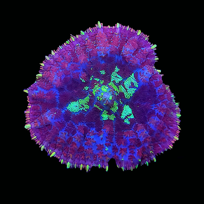 RF Free Love Rhodactis