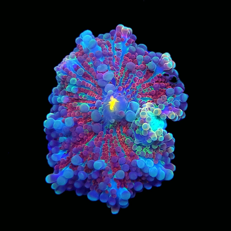 RF Frosted Nurple Yuma