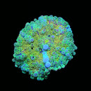 RF Green Lantern Yuma