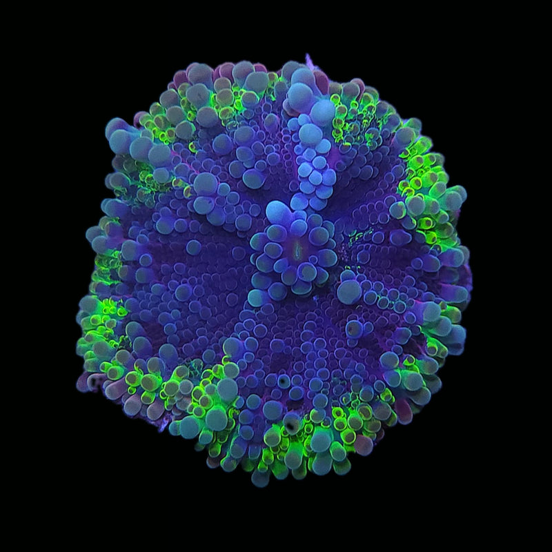 RF Horizon Glow Yuma